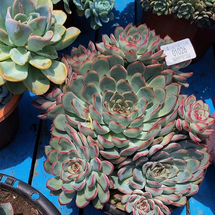 A****荷花01026多肉多肉