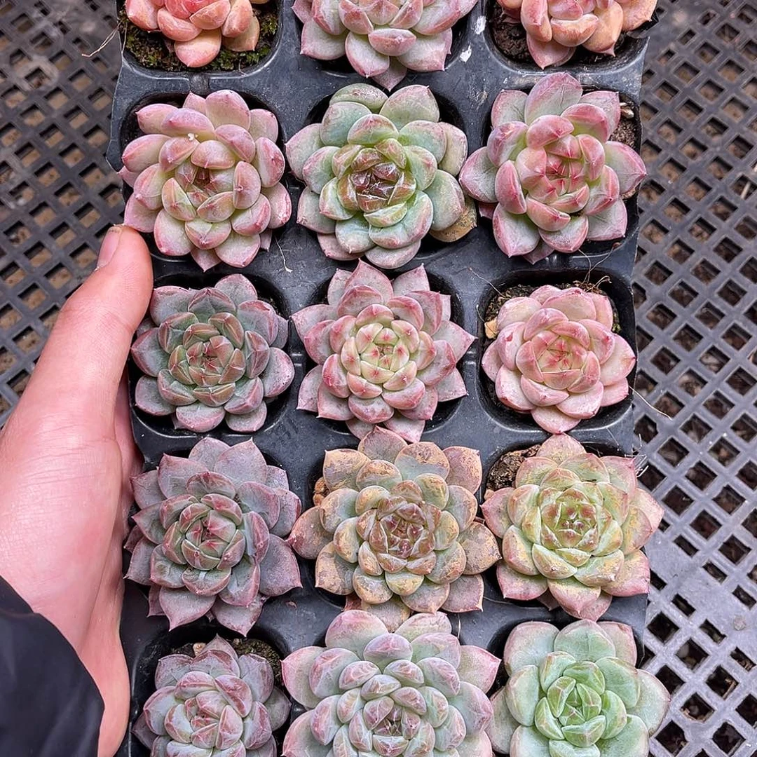 多肉一物一拍14-63