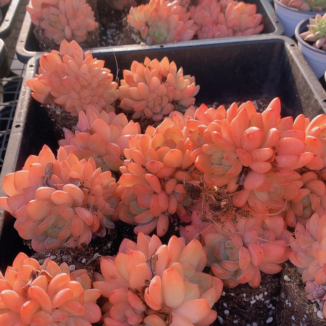 天使橙群4567889990000