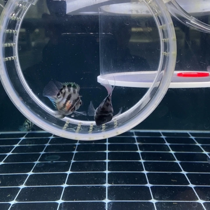 鹦鹉鱼极品摩卡一对包基因