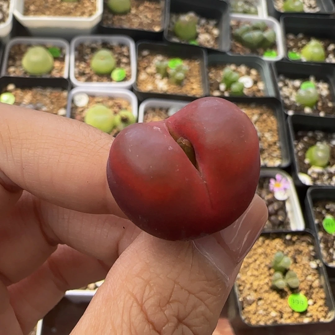 2.2cm多肉植物的149