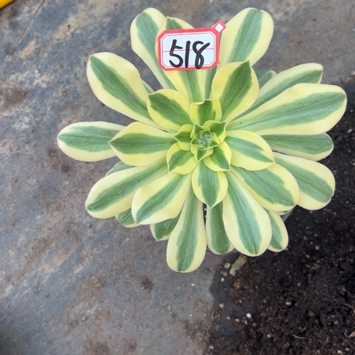 多肉植物518不售后