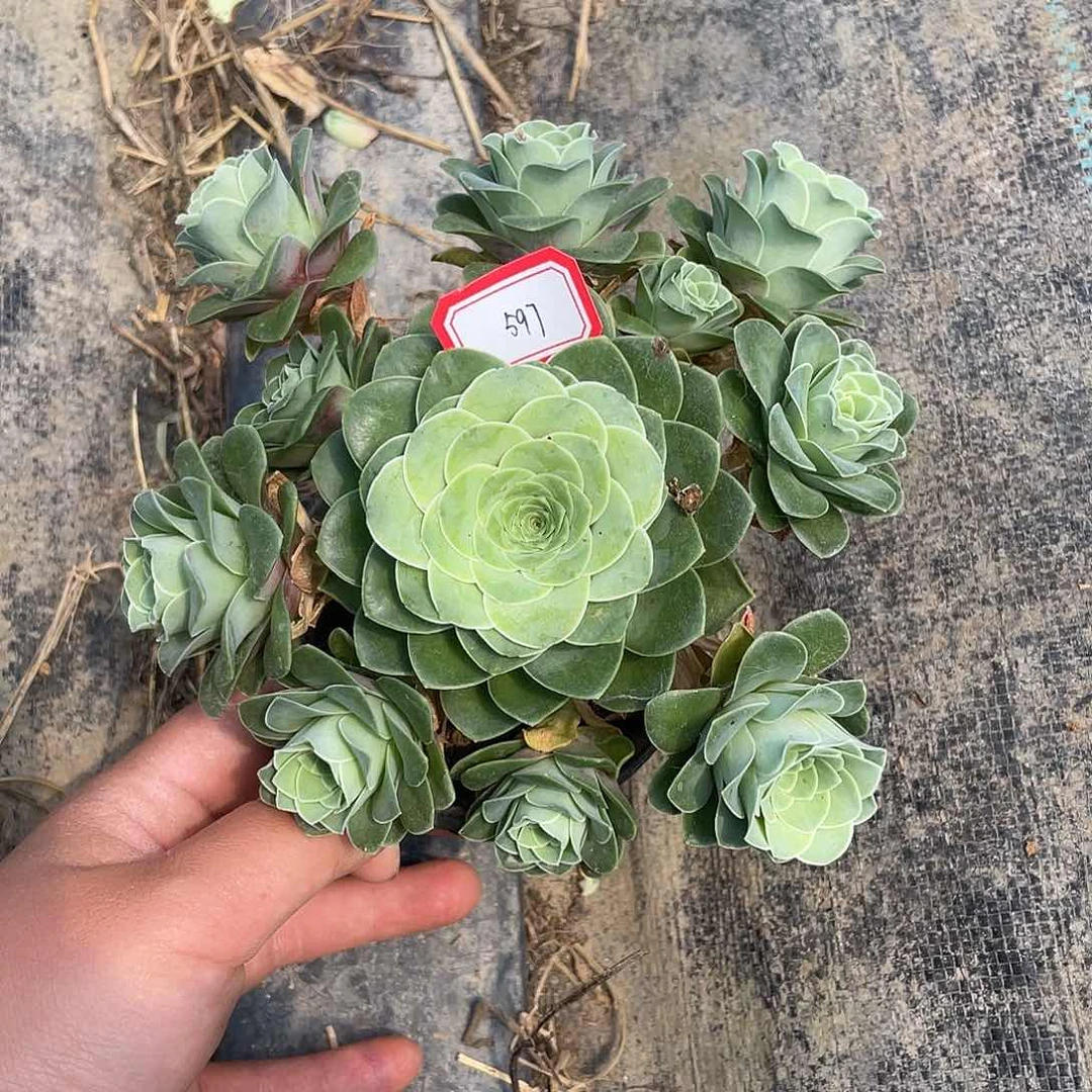 山地玫瑰多肉 597