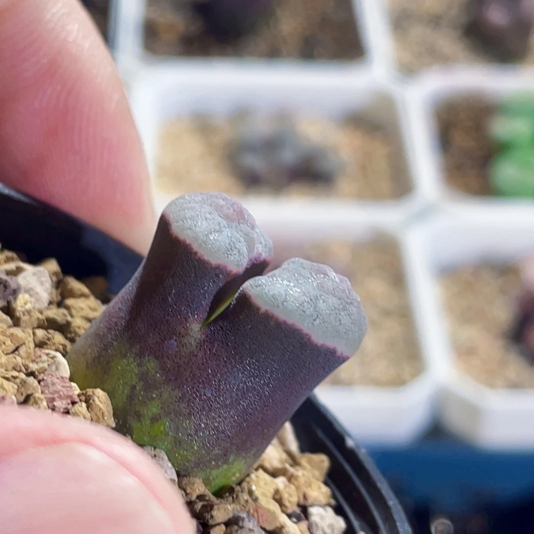 紫云磁铁风铃植物一物一拍