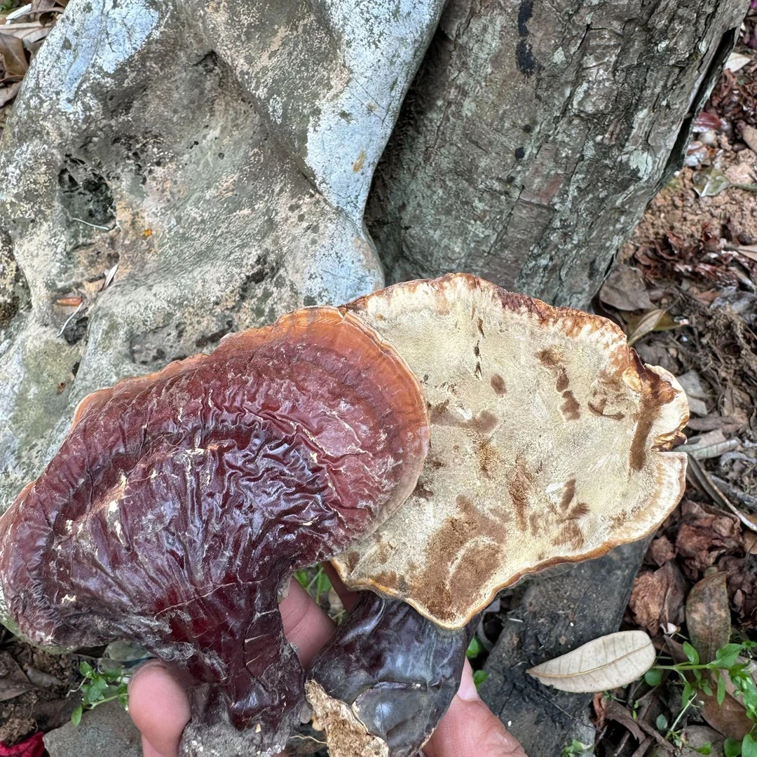 【琴妹优选】灵-知 农产品有大小