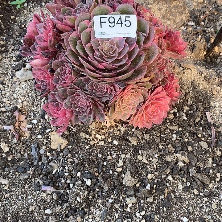 用****1945黑膜锦多肉植物
