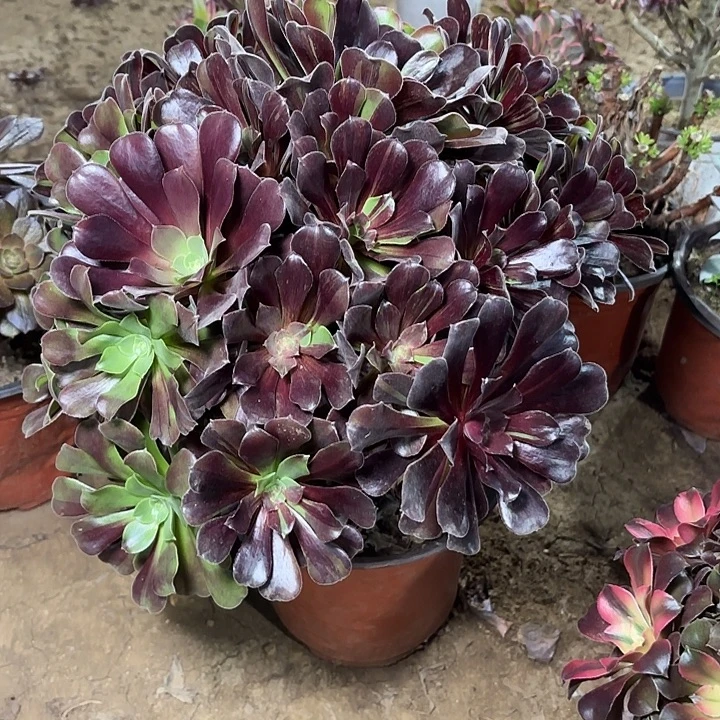 多肉植物欧若拉17