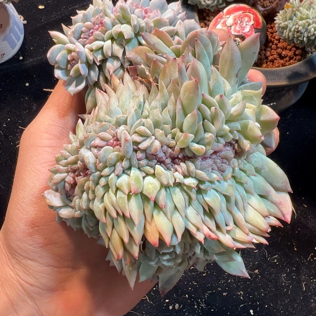 新年快乐 新年快乐