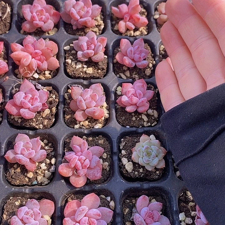 64 多肉植物盆栽花卉