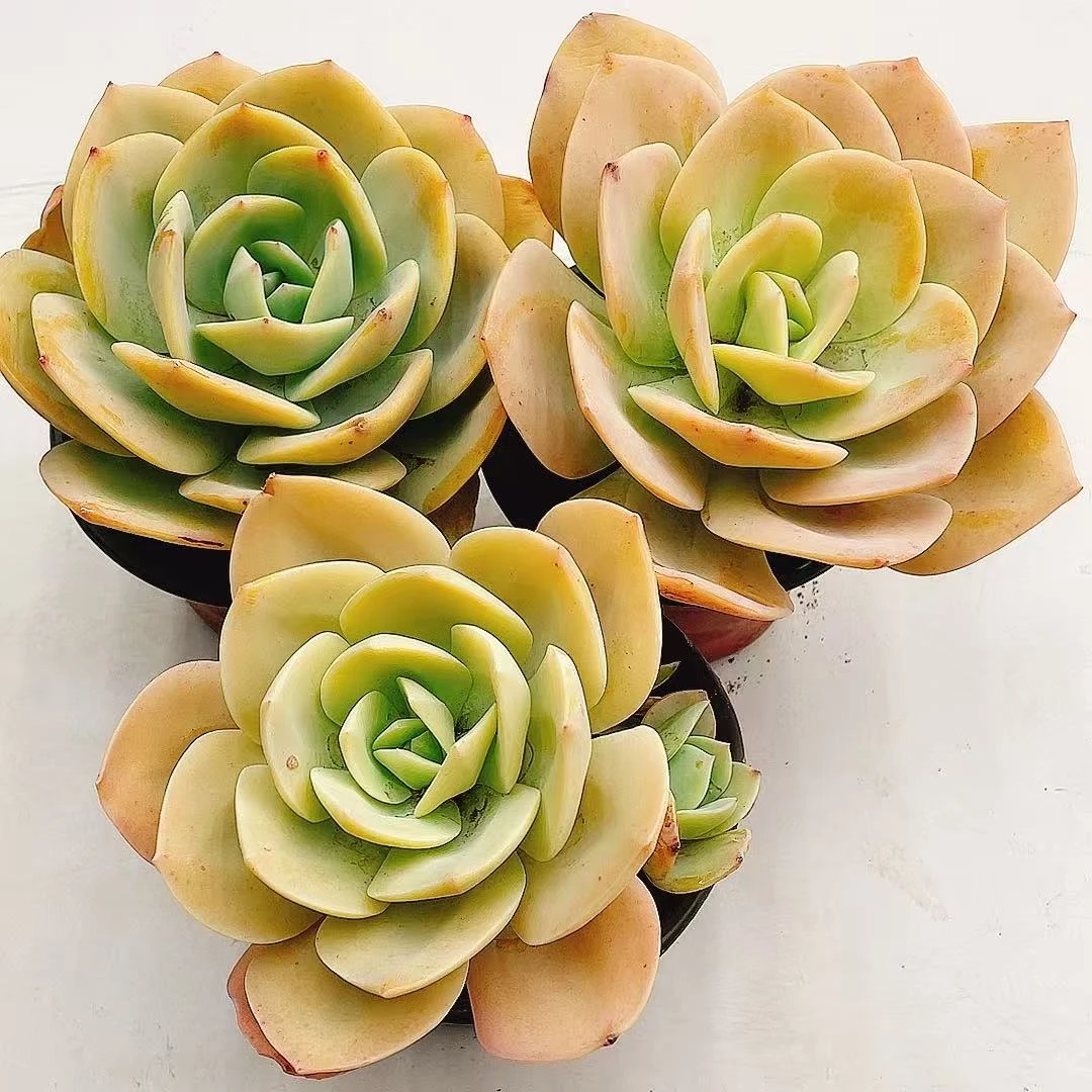 控养血凤5年桩【脱土发货】两单包邮 多肉植物 皮实 好养