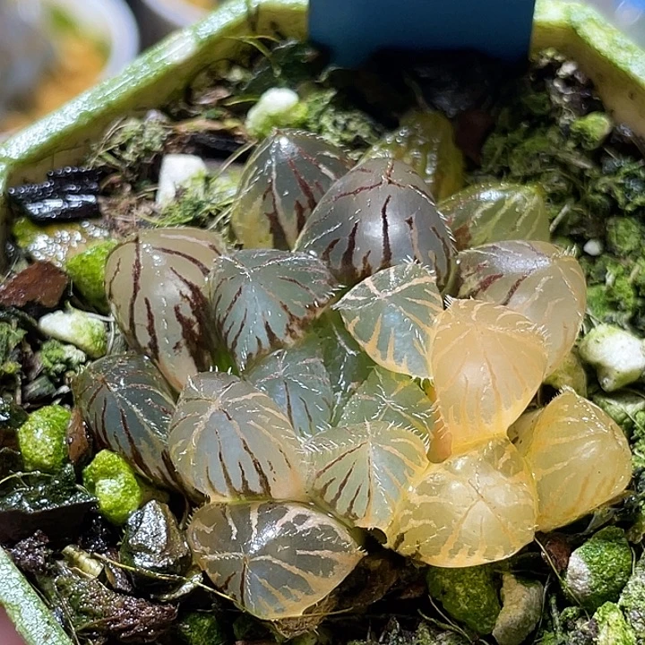 509赤线玉露锦福利