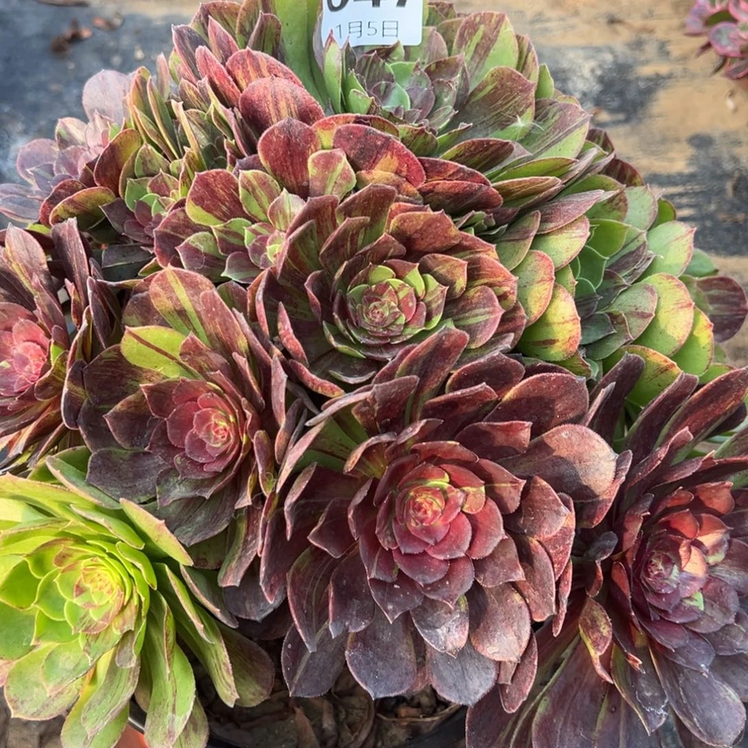 1.5.47花月夜多肉植物