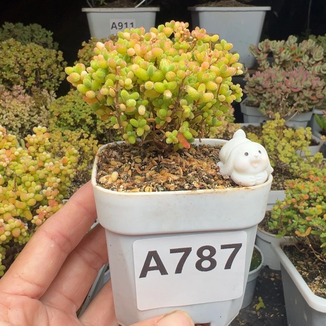 用***美A787蜜桔糖球送一点土