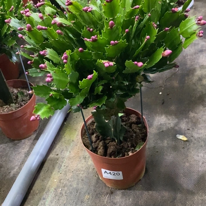 当前无花栽培后可以开花用****姐420中国红