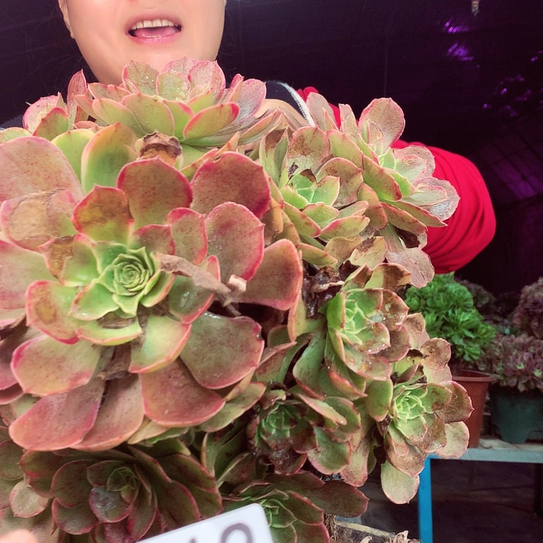 柒柒精品多肉脱土发货不包断侧枝处理412