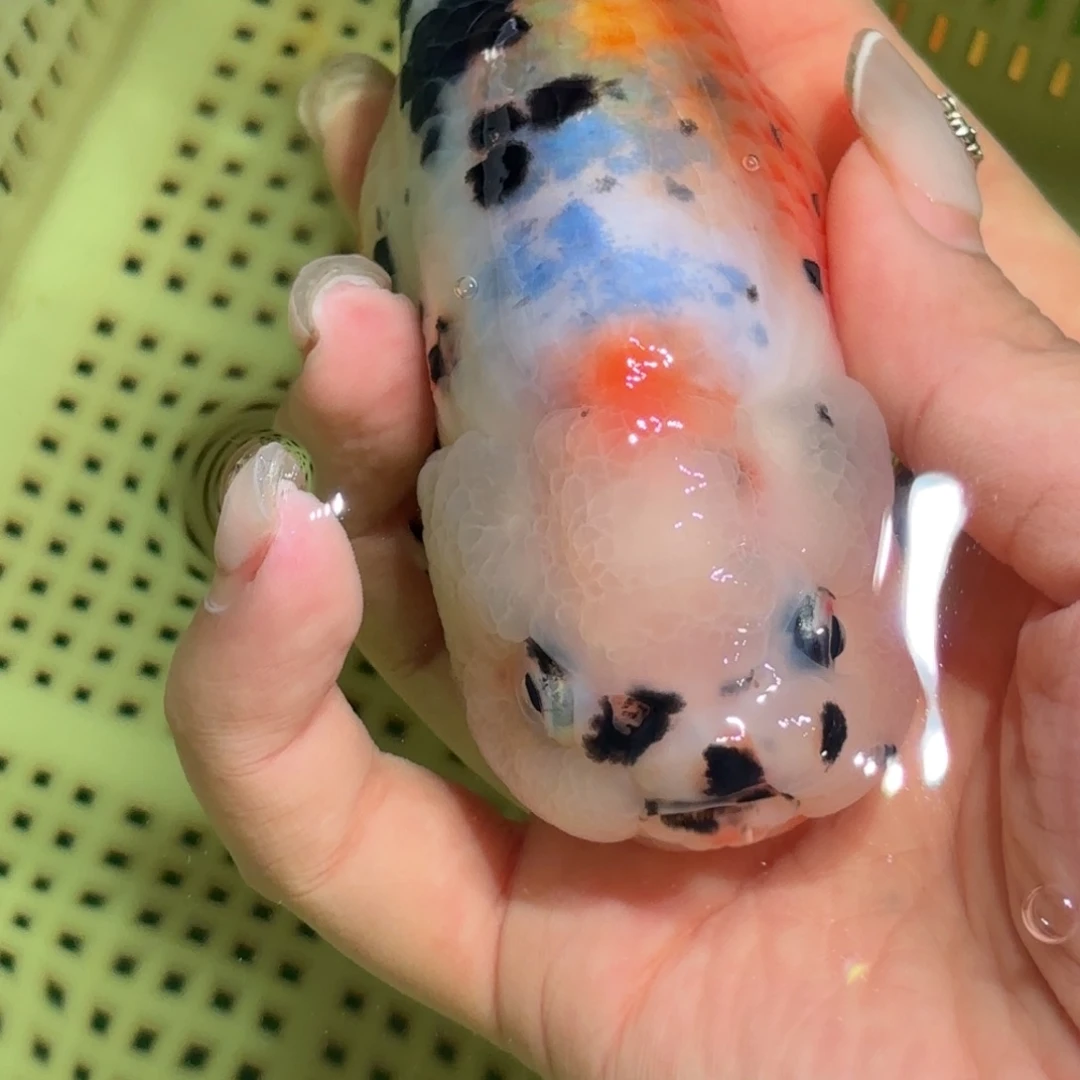 汽***水金鱼拍包装包邮，不拍包装运费到付