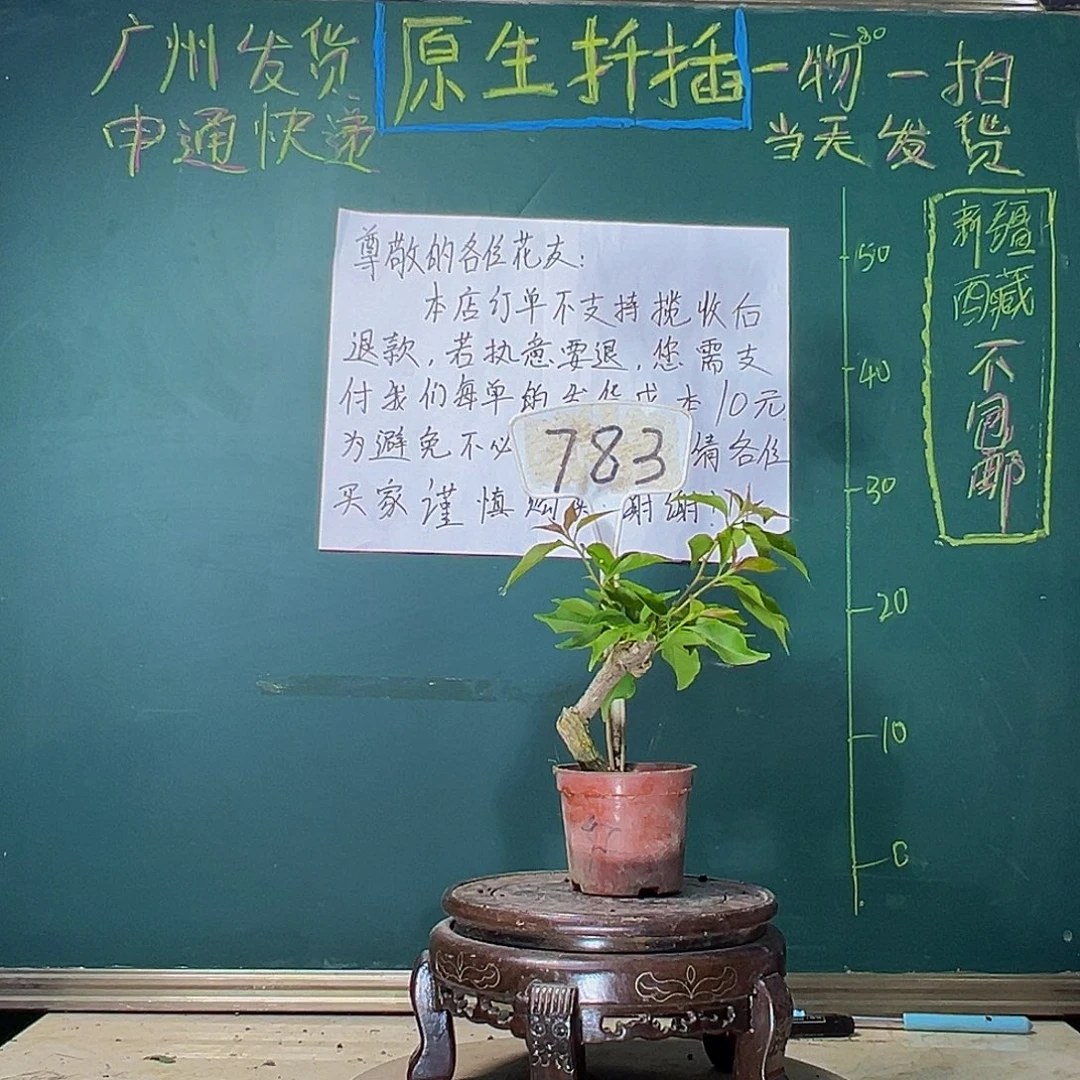 当前无花栽培后可以开花热火桑巴掌中宝783