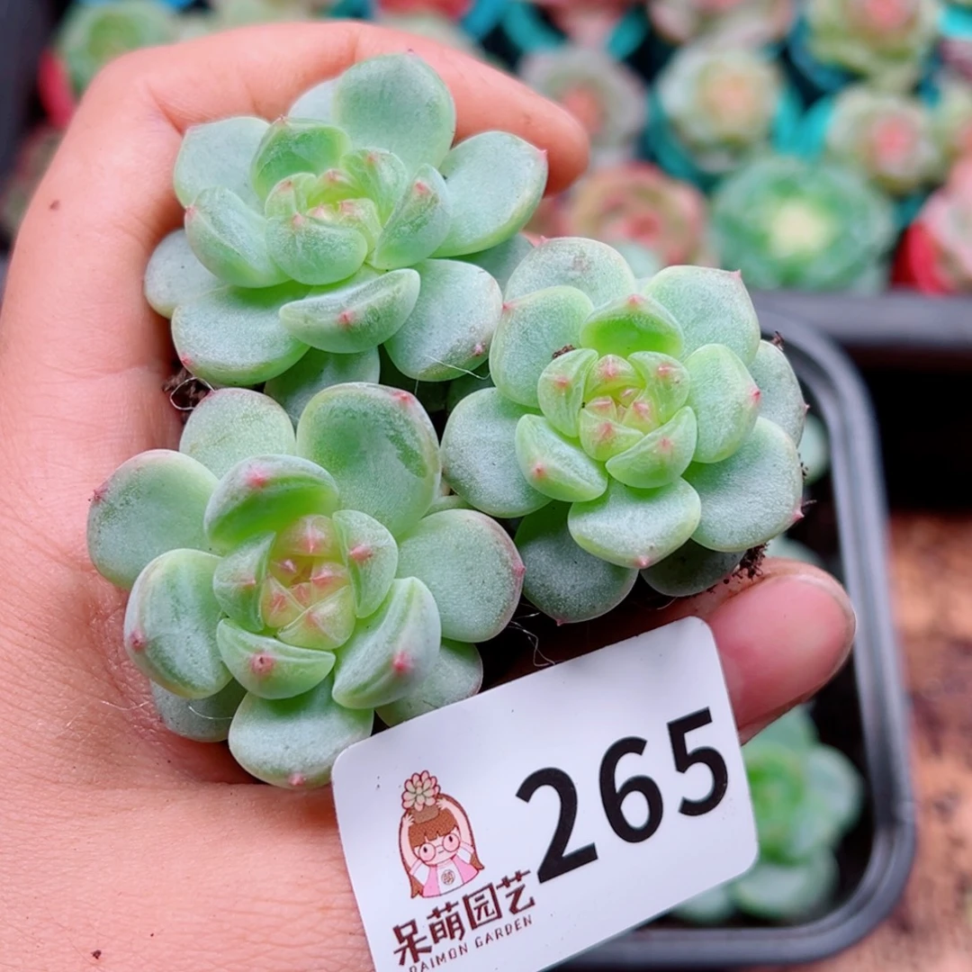 多肉植物多肉植物