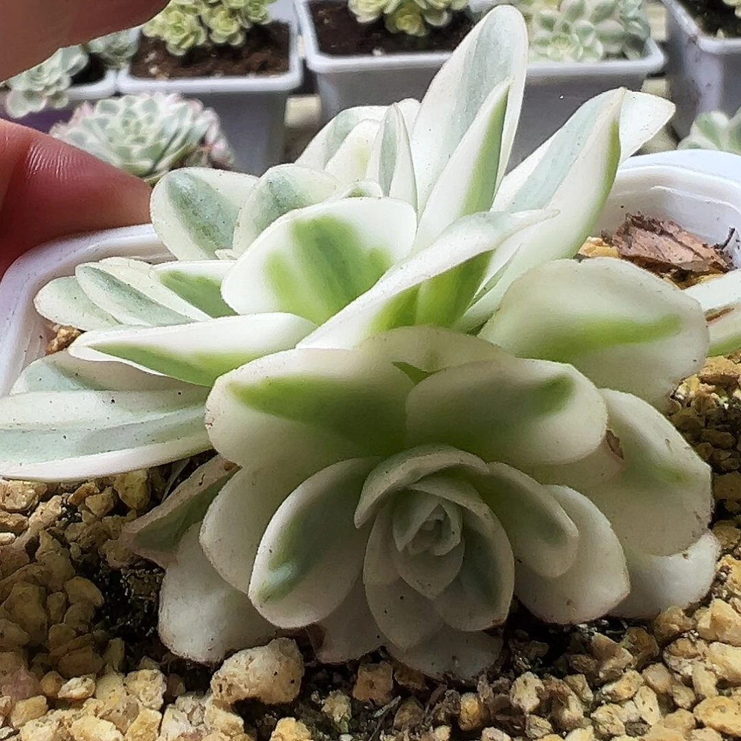 山地玫瑰锦冬雪584号