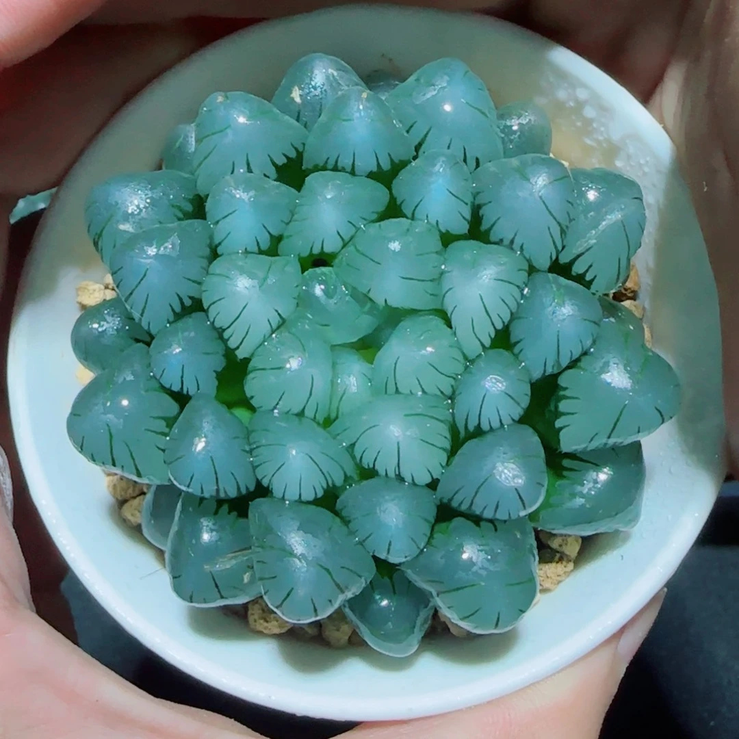 大母本冰灯多肉