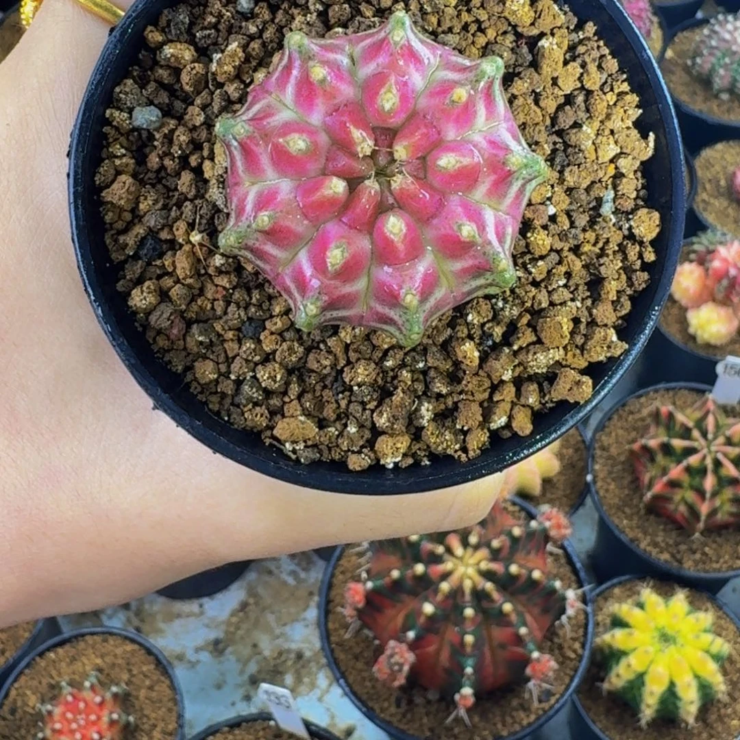 梦想粉轮回0000000000207