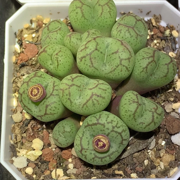 精品多肉植物精品园艺精品猴脸