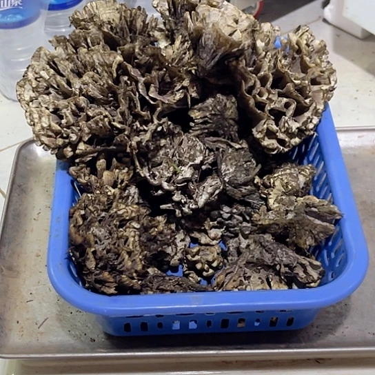 干巴菌超好吃中国大陆