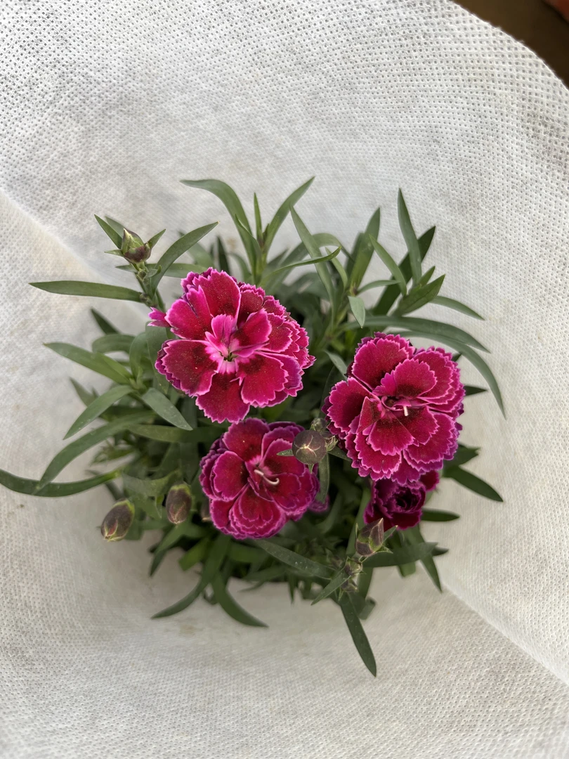 康乃馨【紫蝴蝶】复色带花苞大花带花苞好养活四季开花