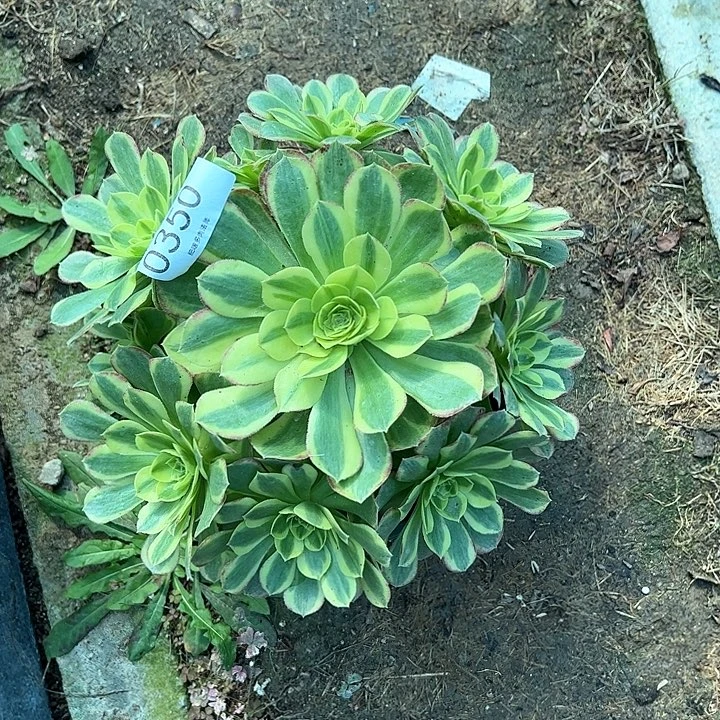 0350奶白多肉植物