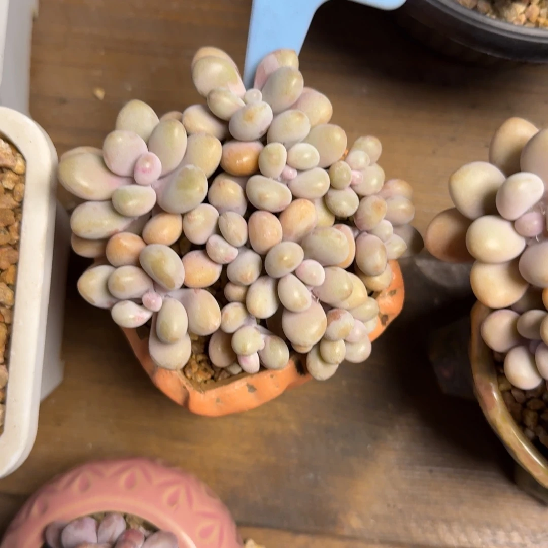 桃蛋22222222222222