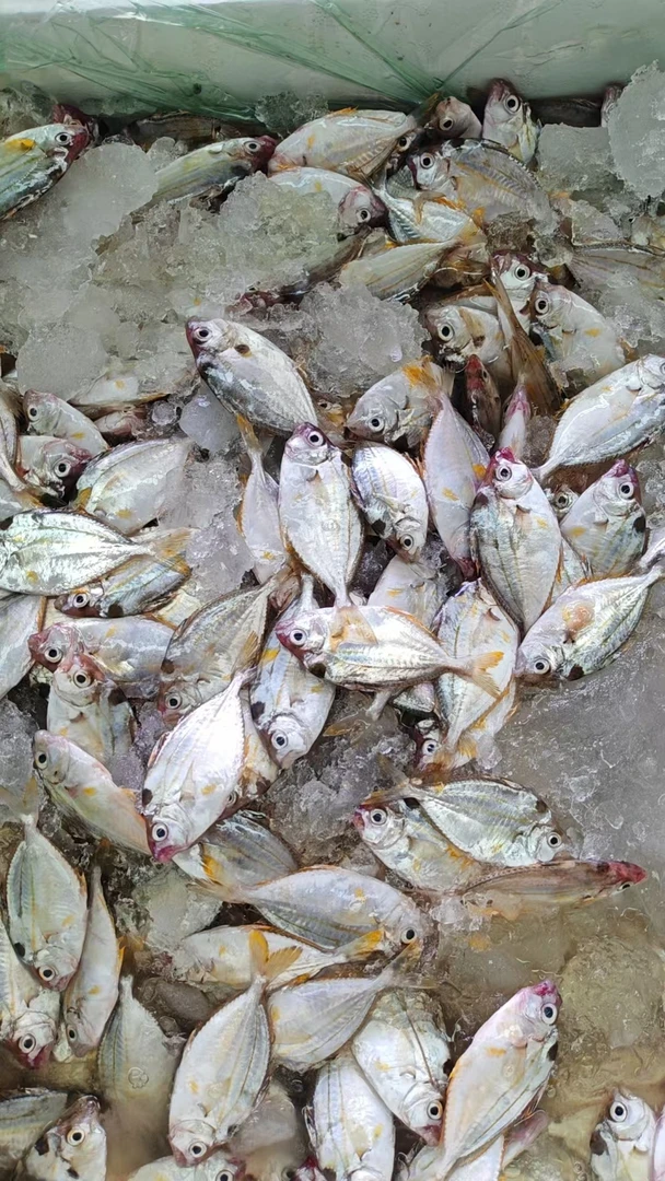 湛江本港  油叶鱼  5斤  顺丰发货