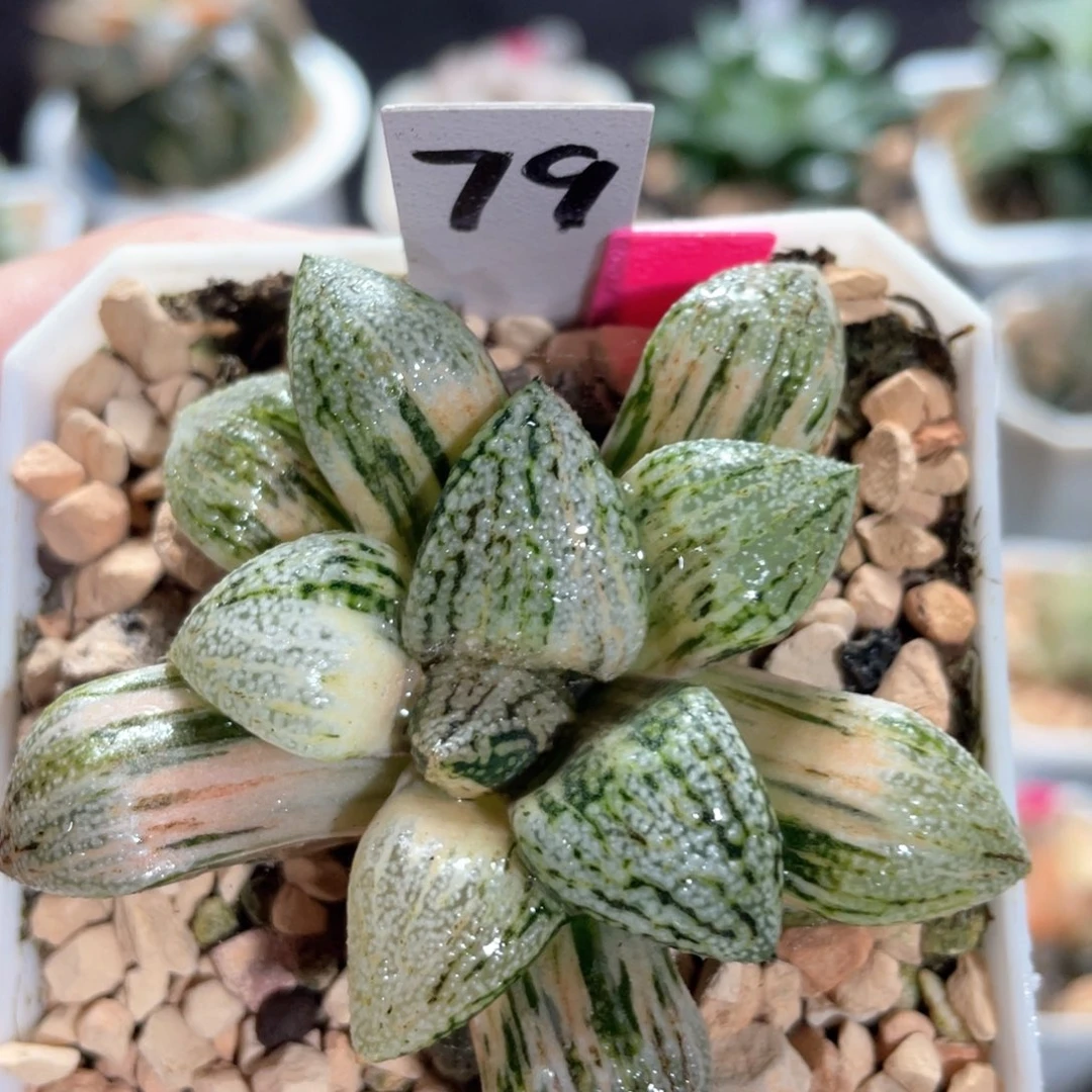 79黄乳白银锦。
