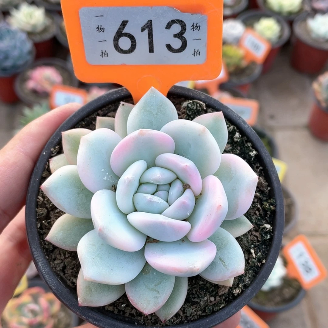 【闪购商品】613号