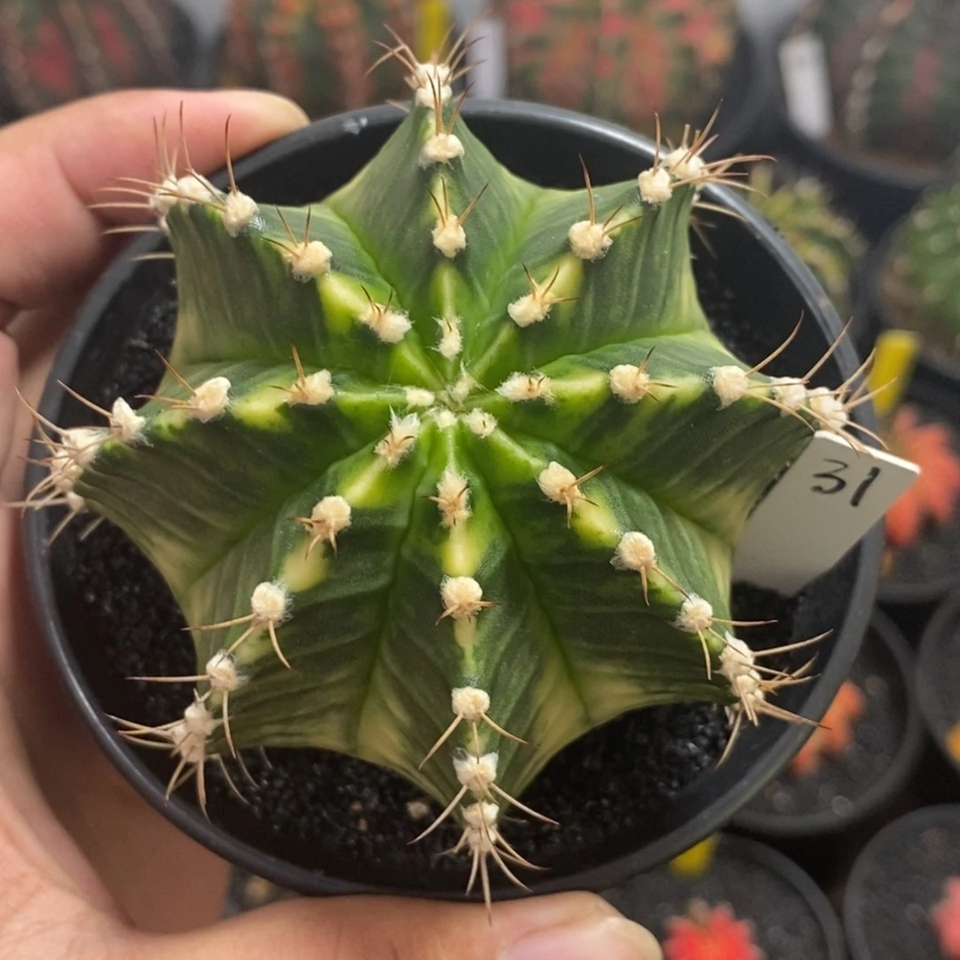 泰系全品米哈—带盆土发货37