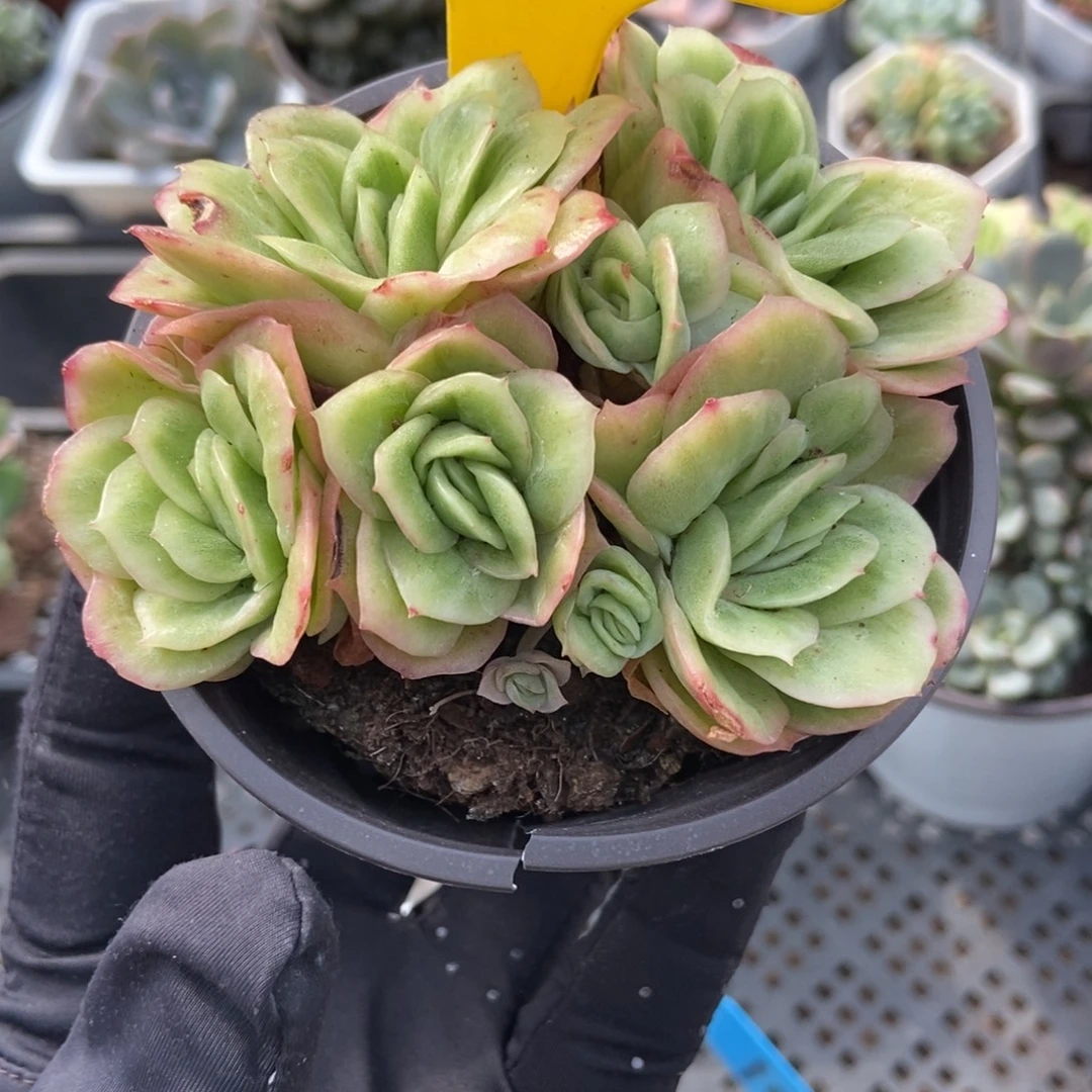 715冰玫瑰锦多肉植物