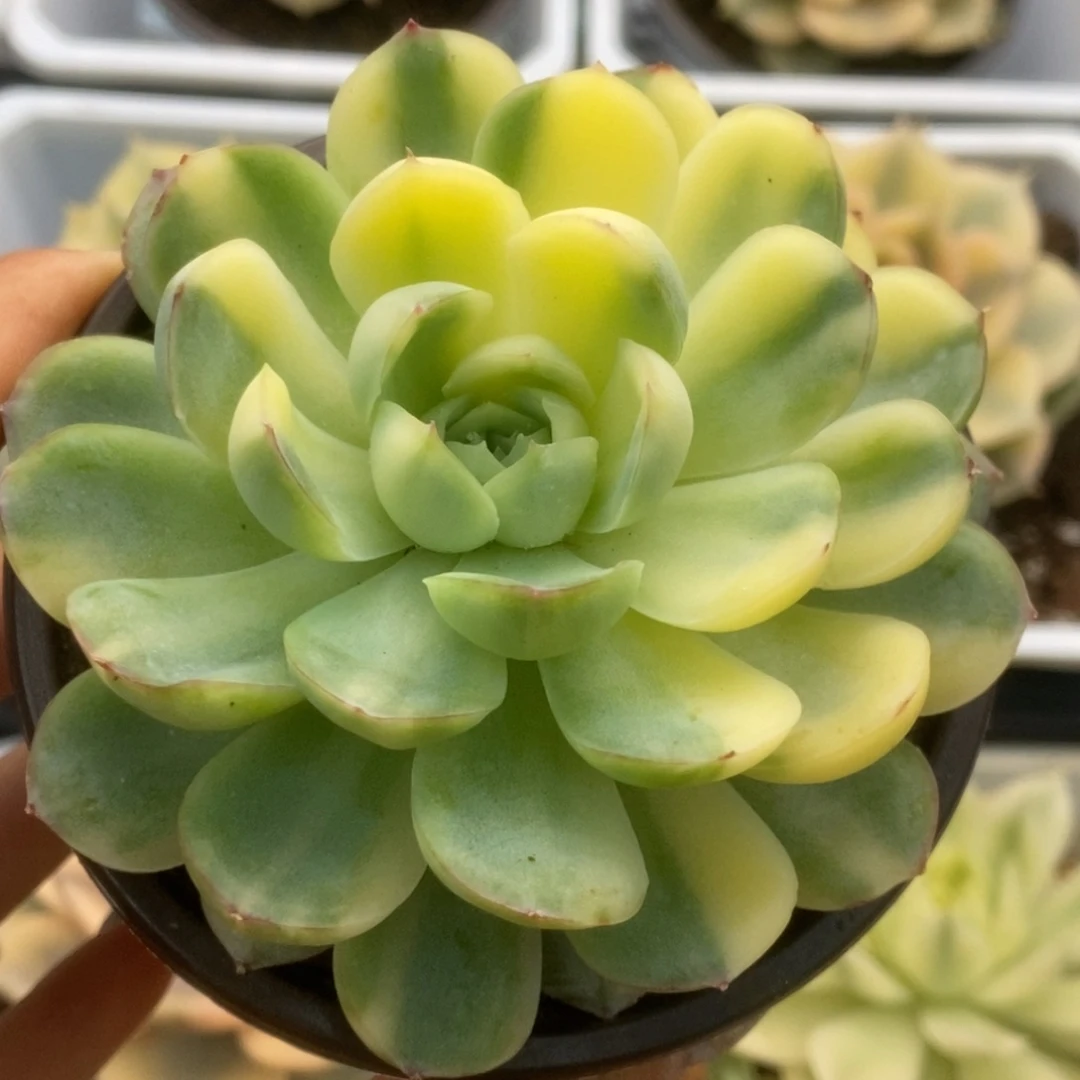 186草莓冰锦锦锦锦锦锦锦
