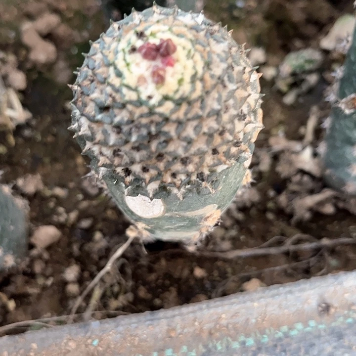 仙人球 仙人球仙人球