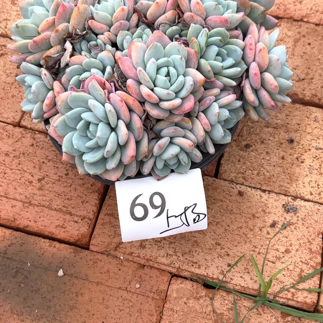 ?****?69/）个饭好吃好吃