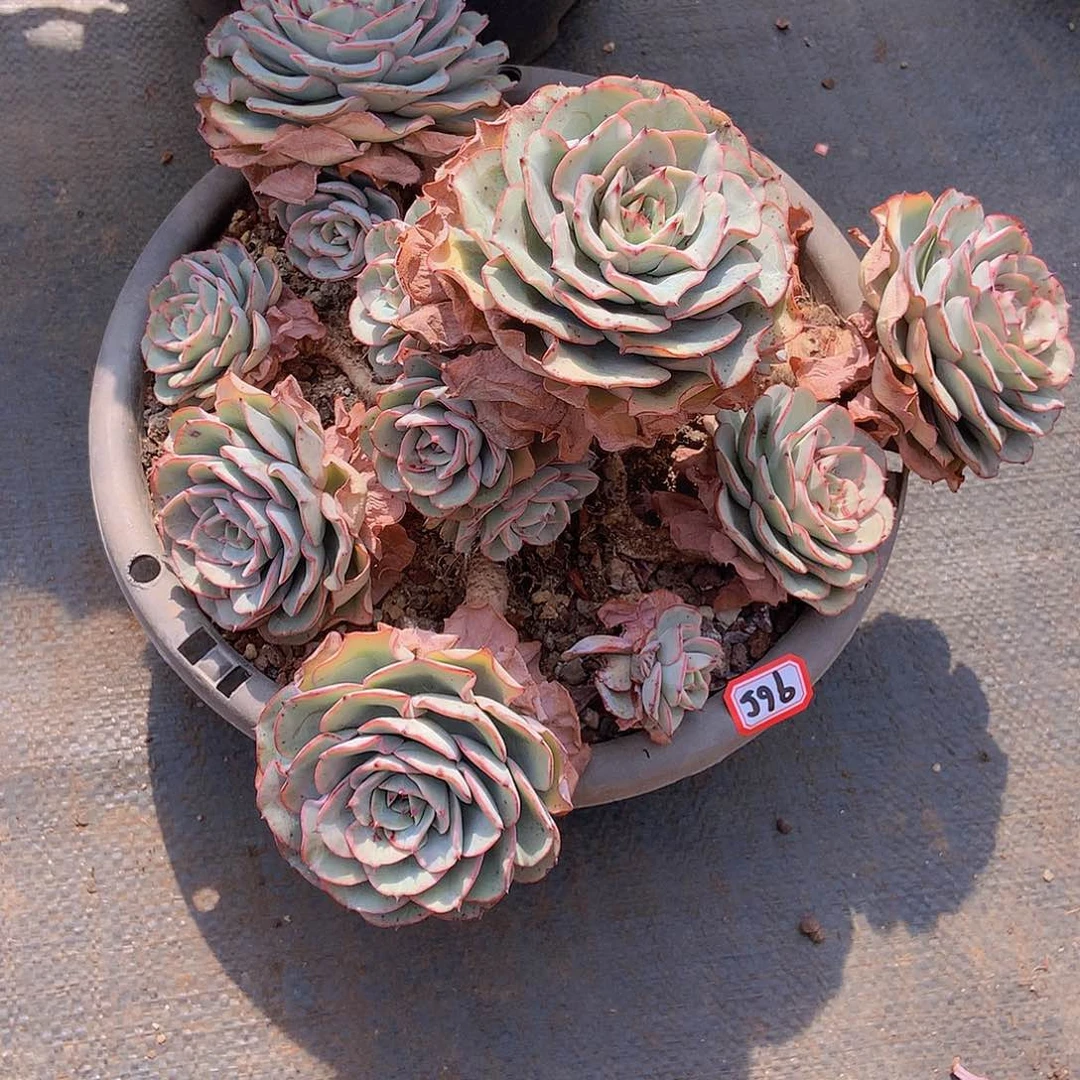 一物一拍多肉965奶油黄桃