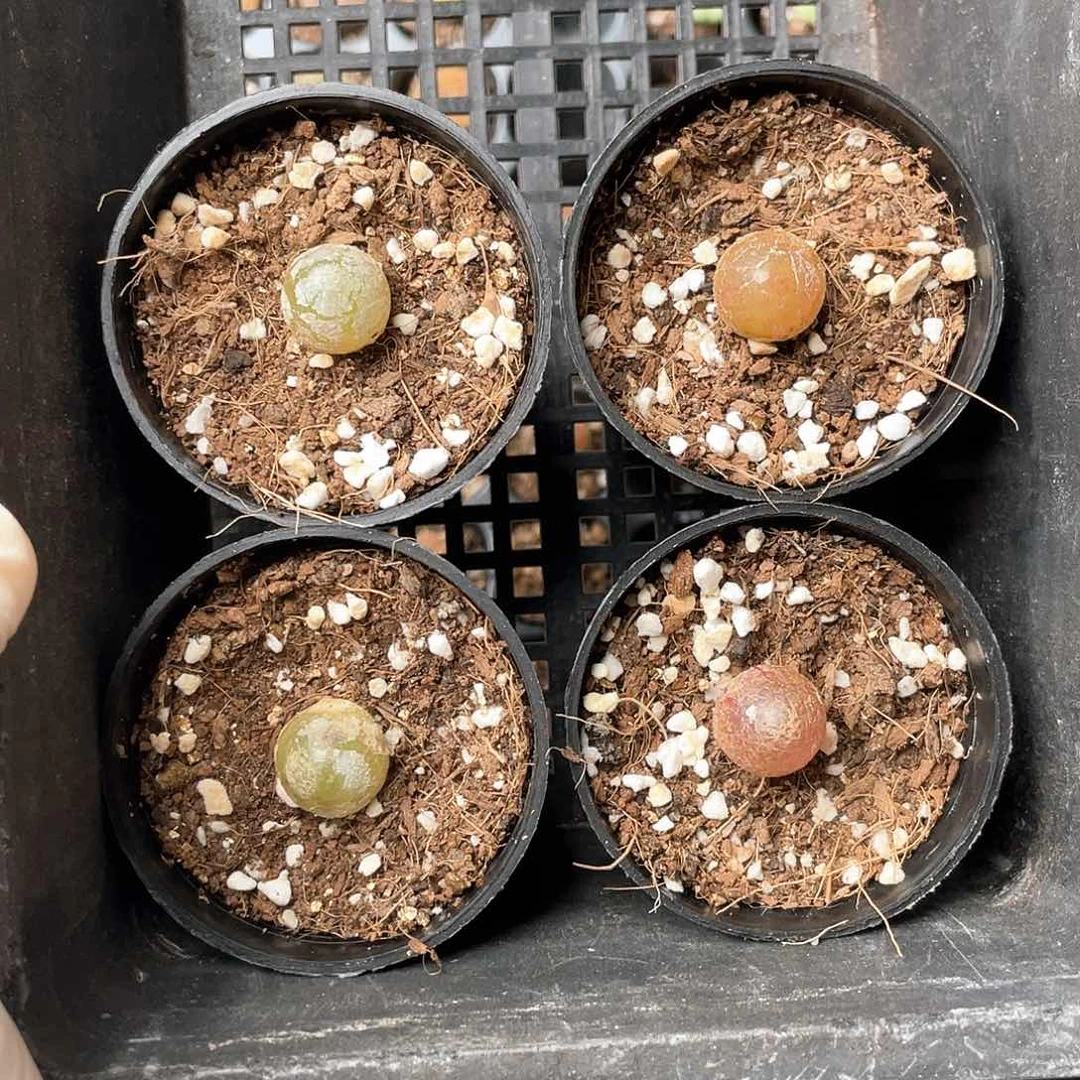 6212大棚清仓甩卖了