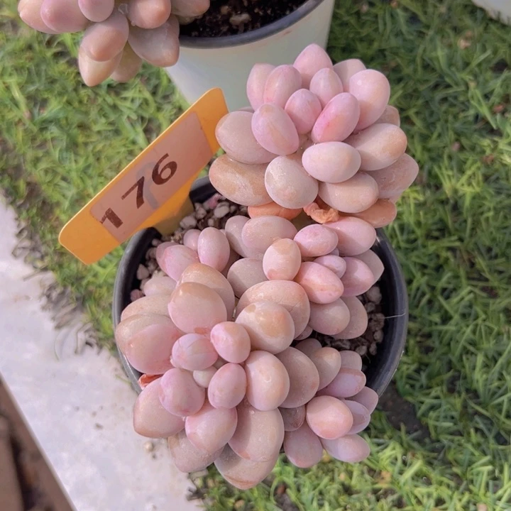 健健康康平平安安