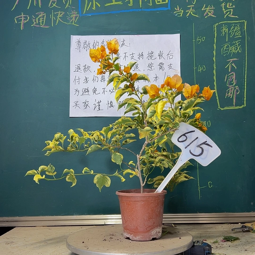 当前无花栽培后可以开花 金边黄 615