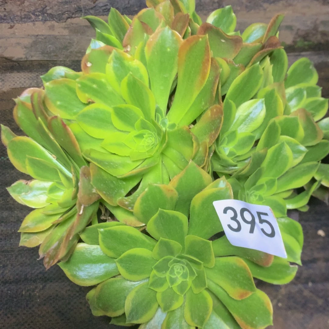 395青檬多肉植物