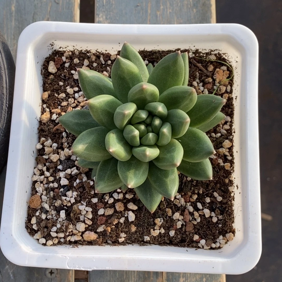 小***9综合链接布丁单头