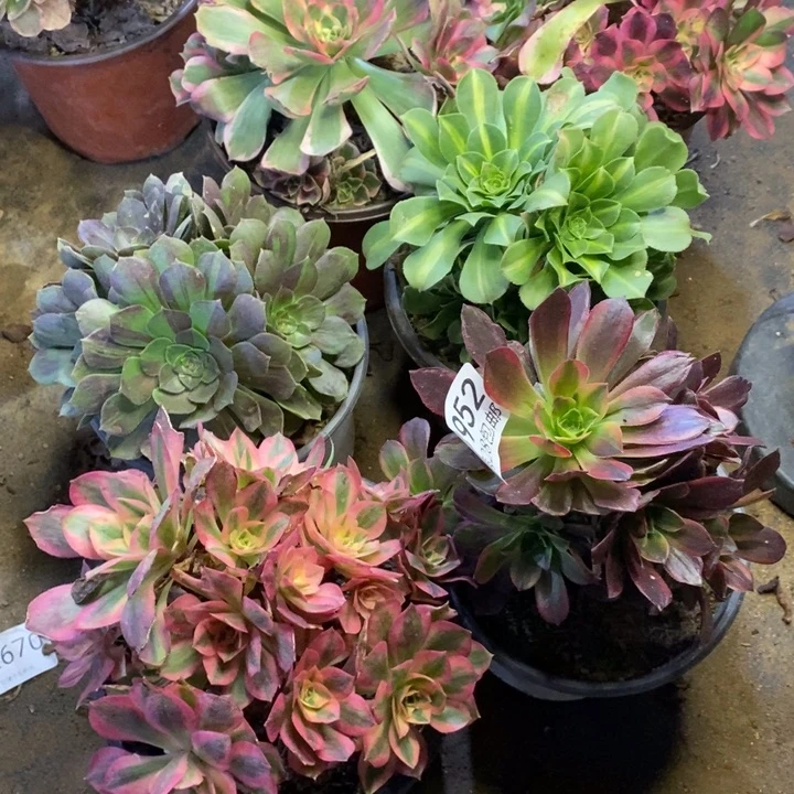 6盆多肉断头不包952