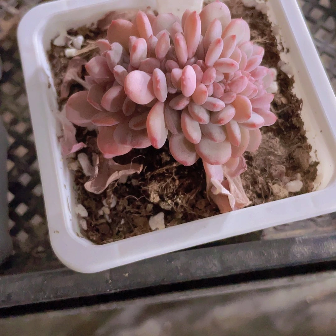 普****商难熬缀e005一物一拍