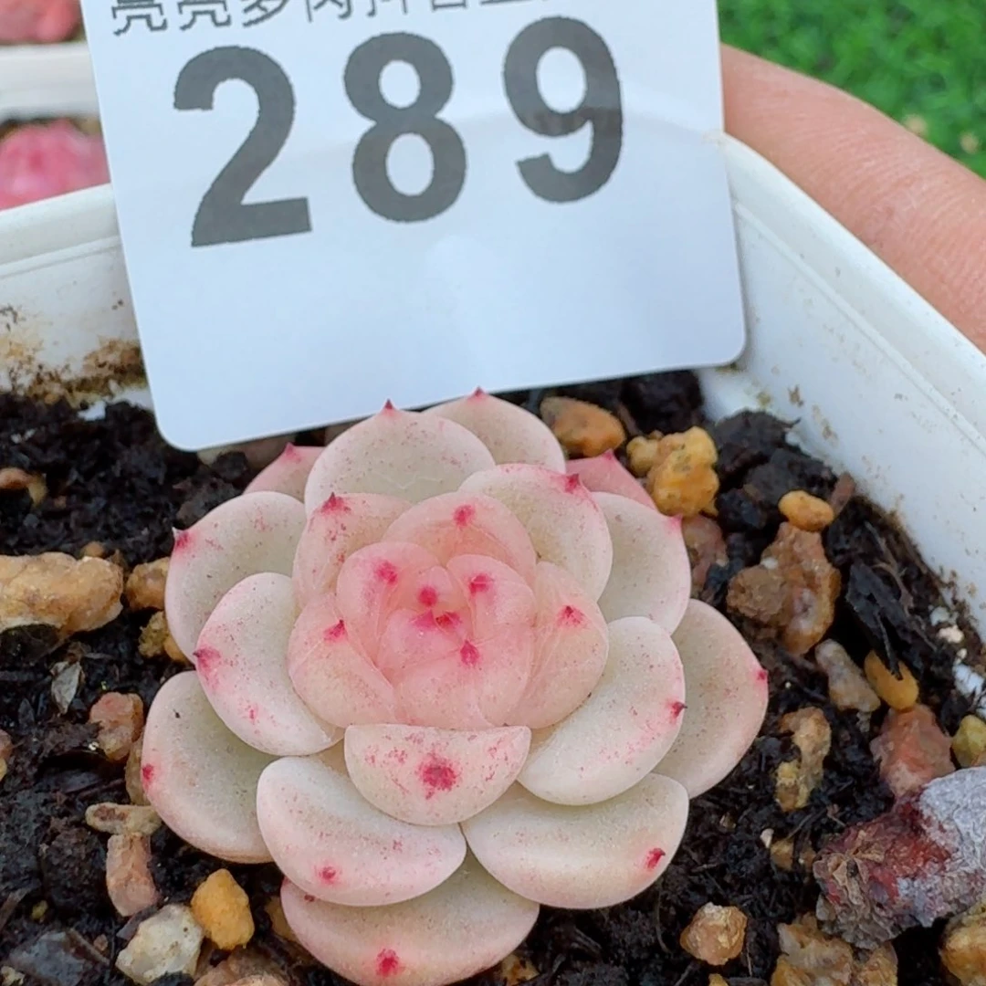 甜心         精品多肉