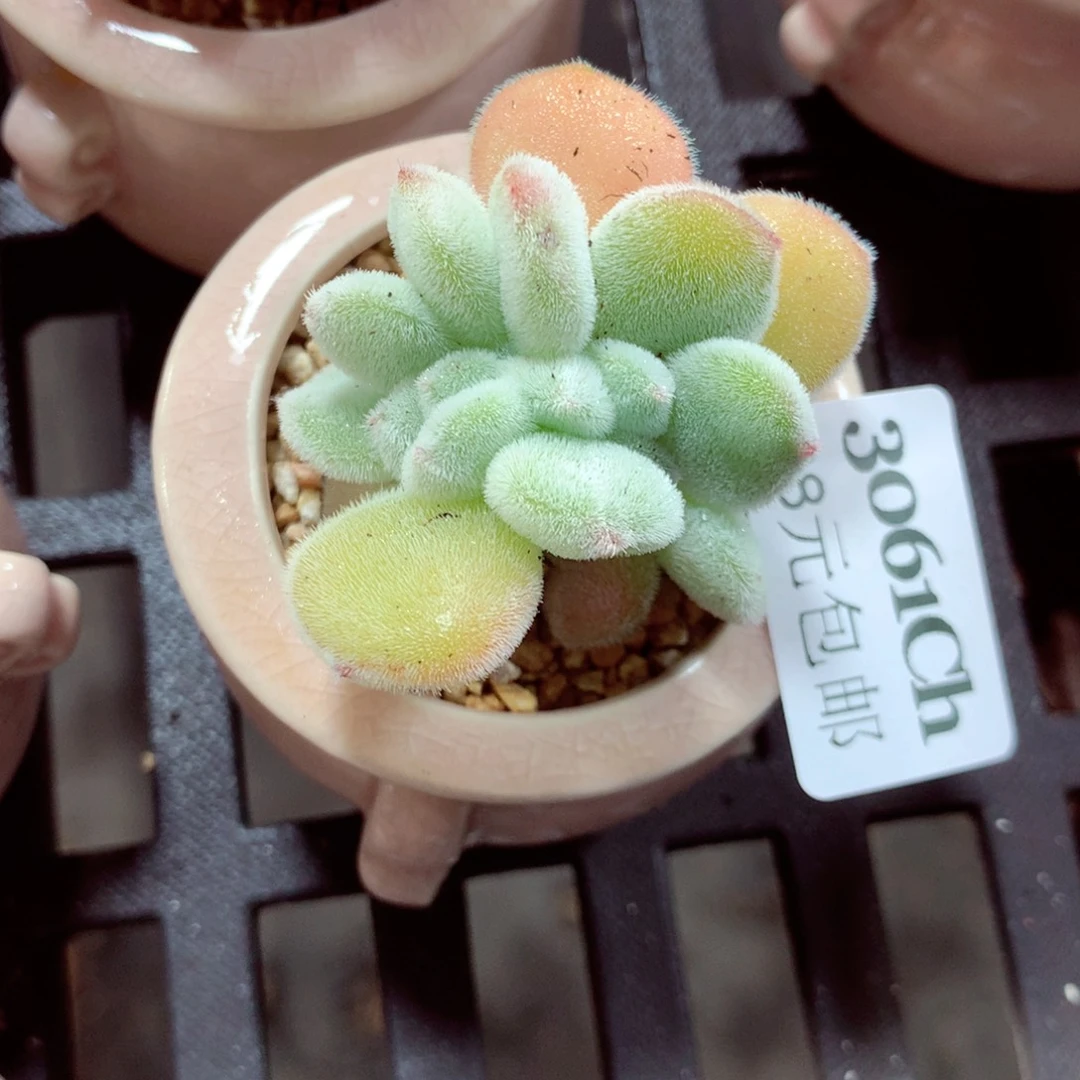 5厘米盆精控多肉3061