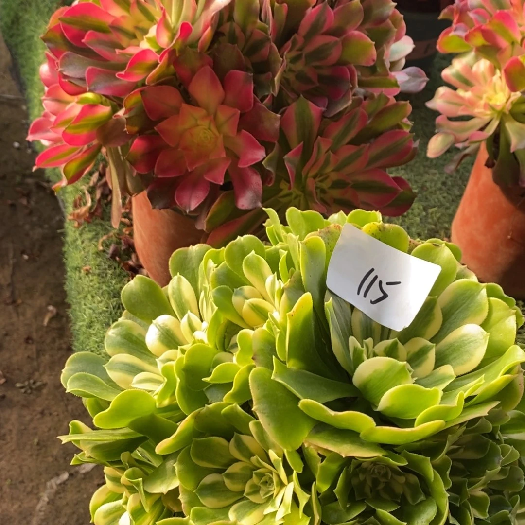 不开花植物115号香妃➕辛尼亚多肉1颗