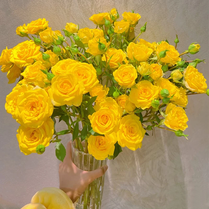 【梦幻芭比】多头玫瑰新鲜鲜花花束云南鲜花基地直发适合客厅装饰